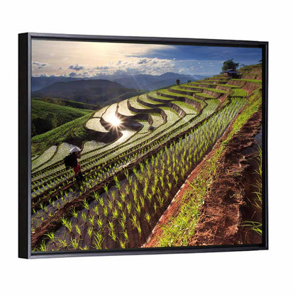 Chiang Mai Rice Terraces at Sunset Wall Art