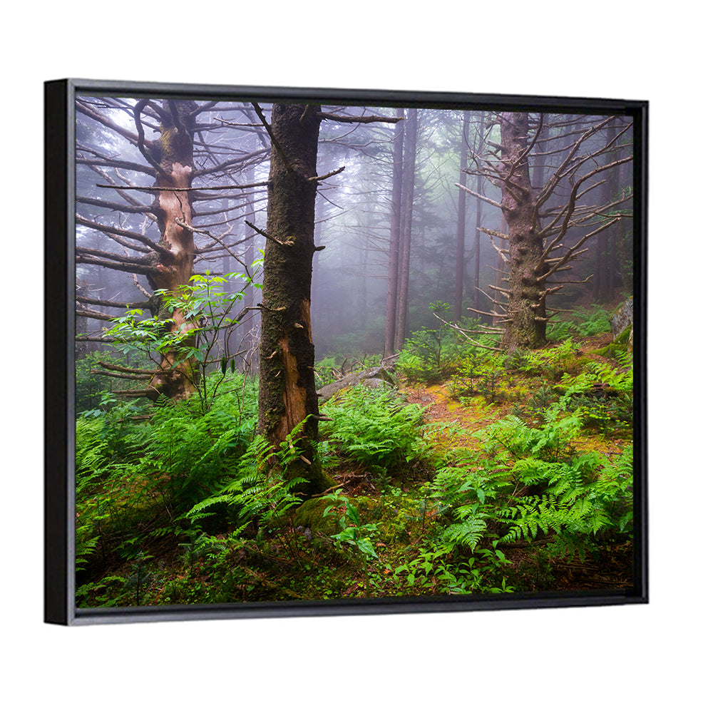 Misty Spruce-fir Trail Wall Art