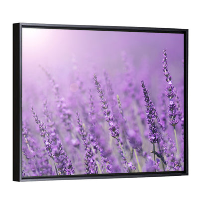 Sunlit Lavender Field Wall Art