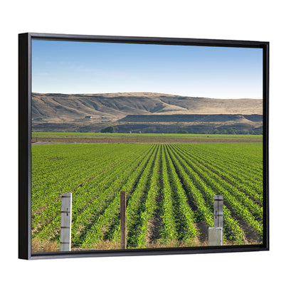 Idaho Corn Field Wall Art