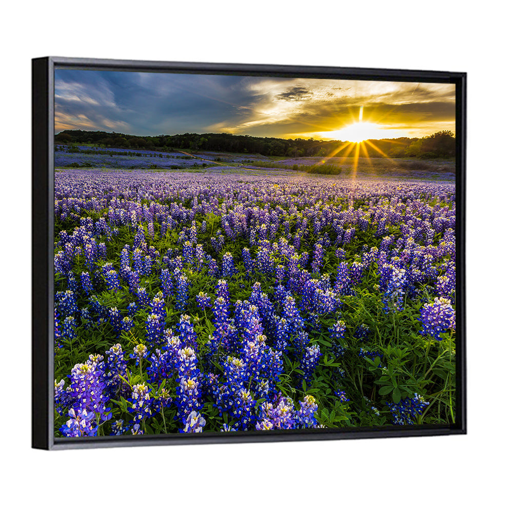 Texas Bluebonnet Field at Sunset Wall Art