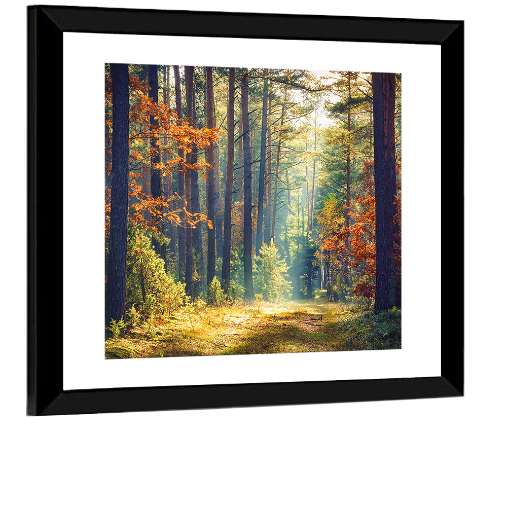 Sunlit Autumn Pine Forest Wall Art