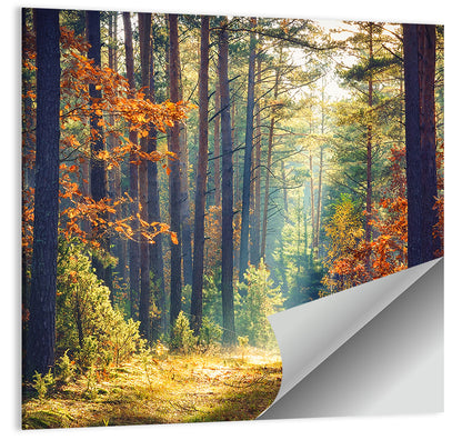 Sunlit Autumn Pine Forest Wall Art
