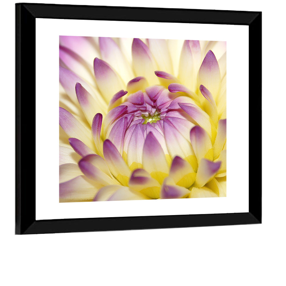 Dahlia Macro Portrait Wall Art