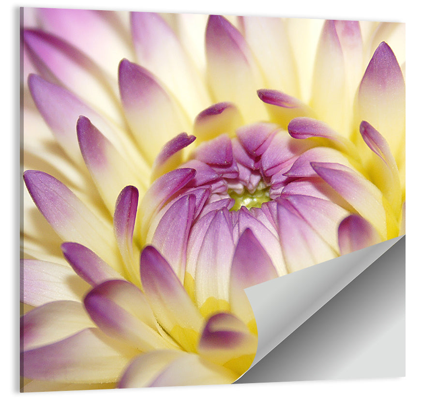 Dahlia Macro Portrait Wall Art