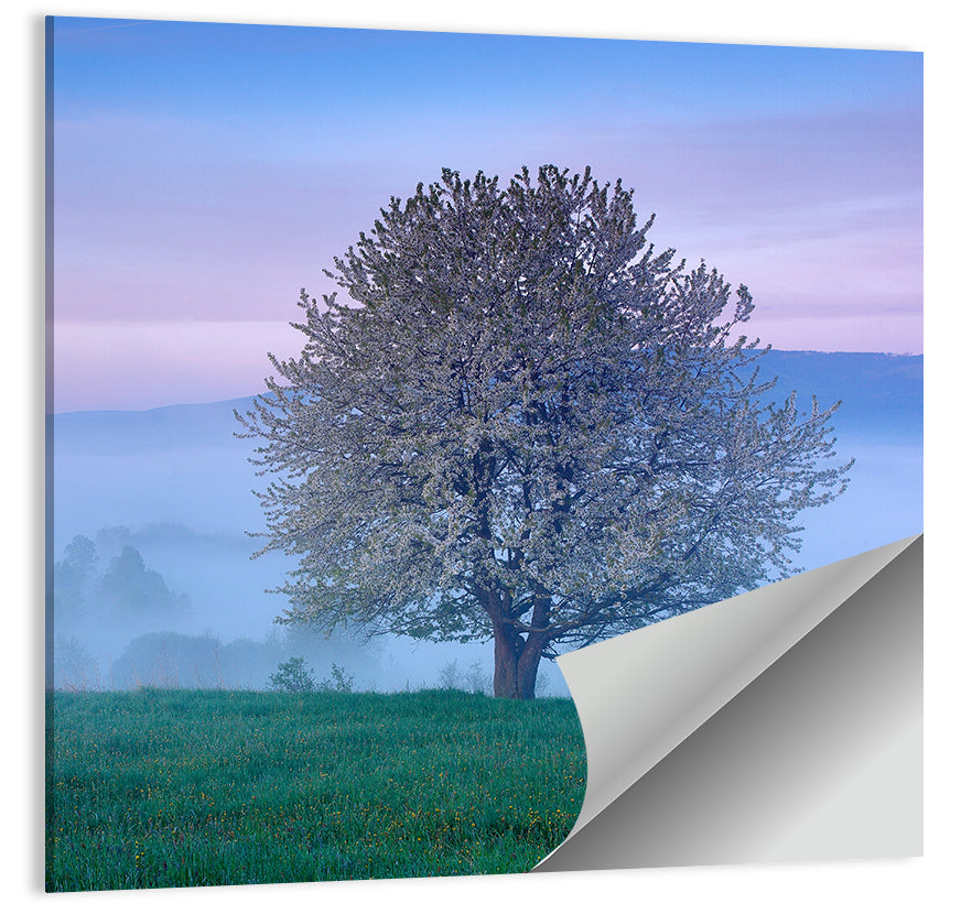 Misty Sumava Mountain Tree Wall Art