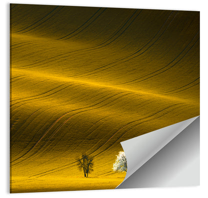 Golden Hour Rapeseed Field Wall Art