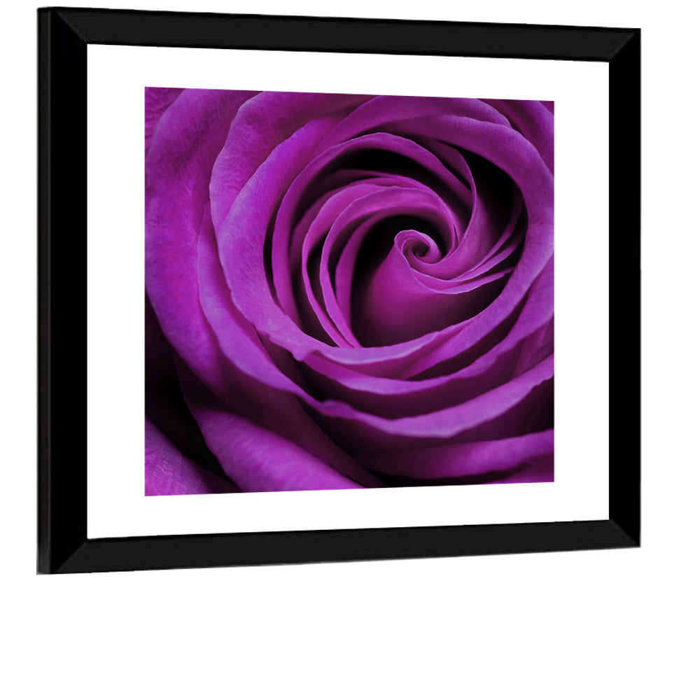 Purple Rose Close-up Wall Art