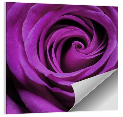 Purple Rose Close-up Wall Art
