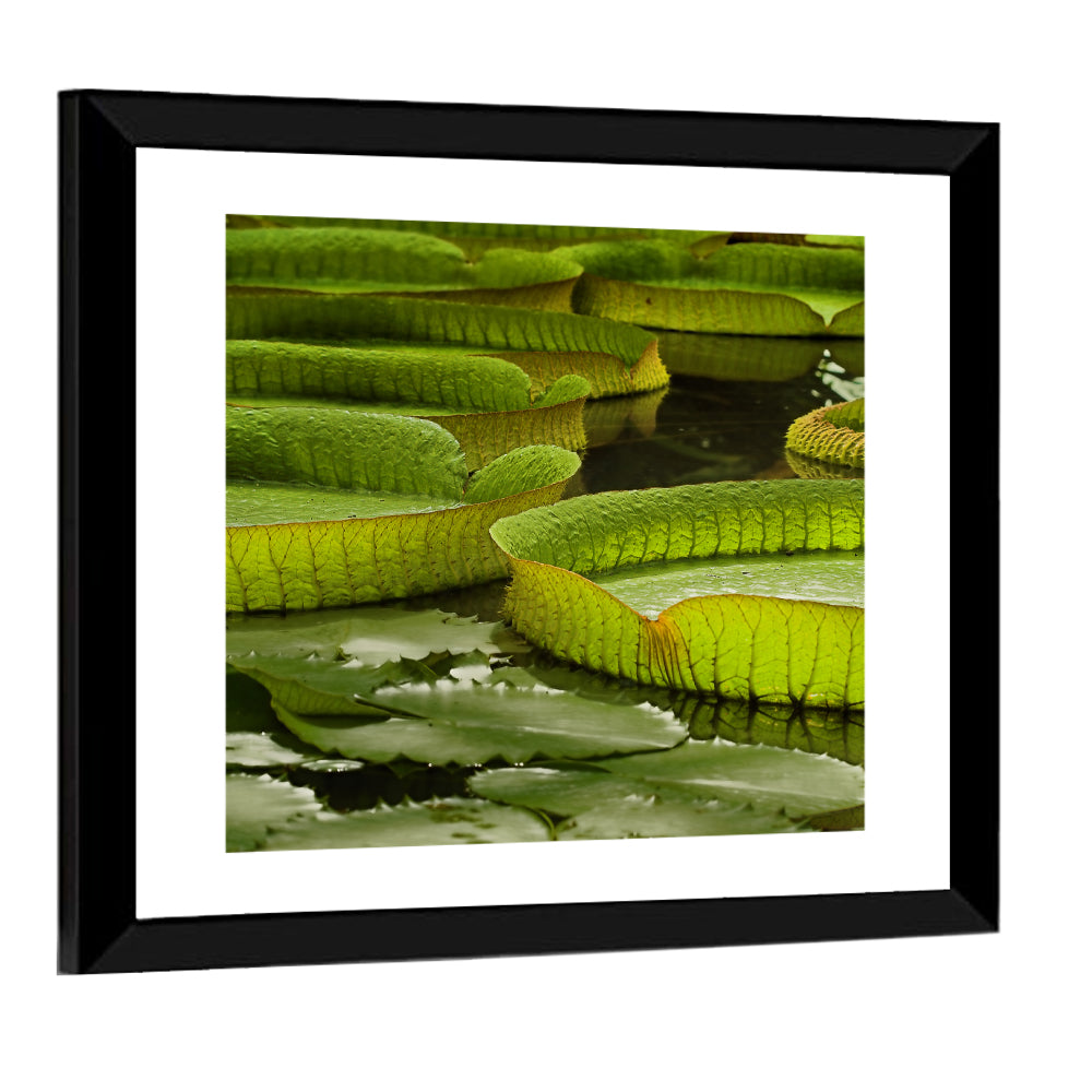 Giant Victoria Amazonica Lily Pads Wall Art