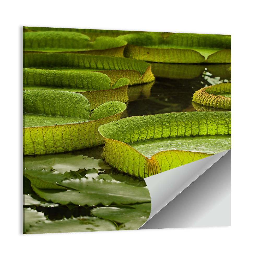 Giant Victoria Amazonica Lily Pads Wall Art