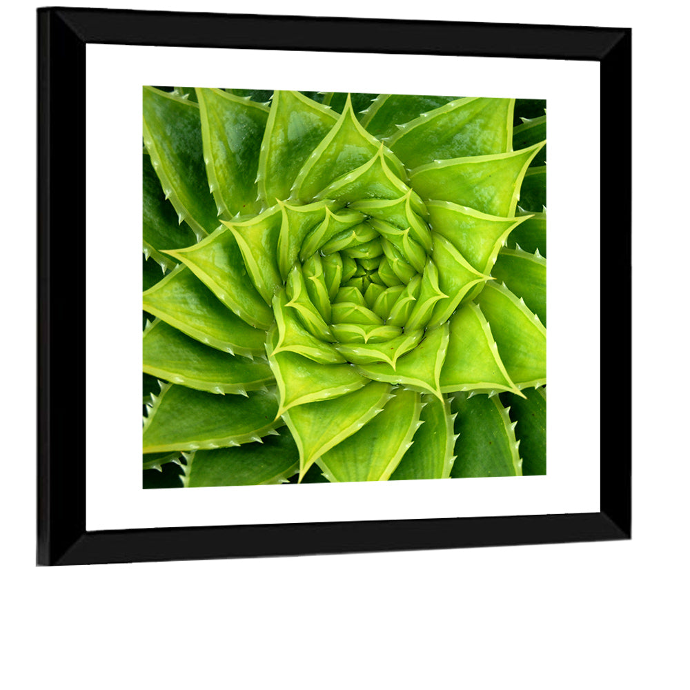 Spiral Aloe Wall Art