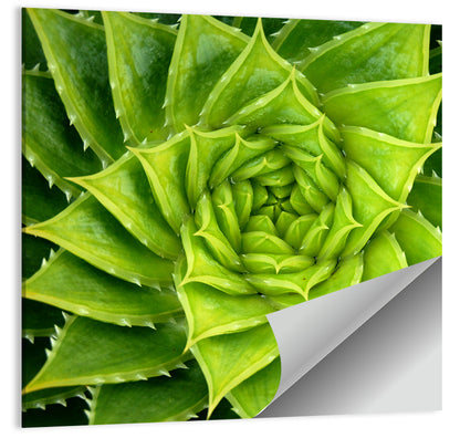 Spiral Aloe Succulent Wall Art