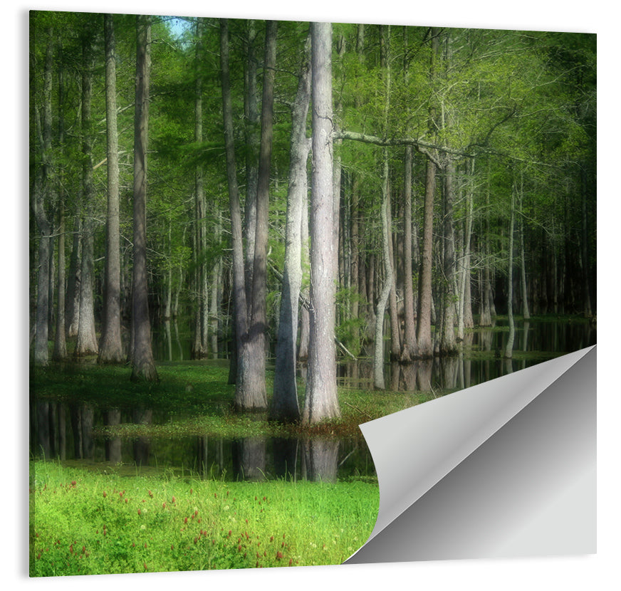 Lush Cypress Swamp Wall Art
