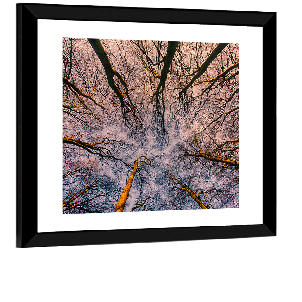 Misty Forest Canopy Wall Art