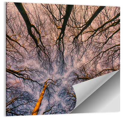 Misty Forest Canopy Wall Art