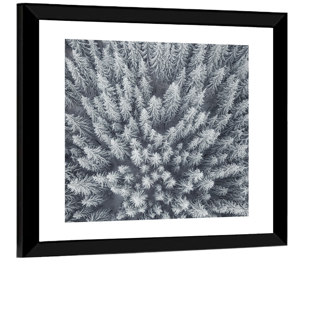 Snow Covered Pine Forest Wall Art