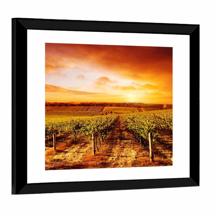 Australian Vineyard Sunset Wall Art as a framed print