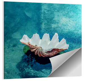 Beach Shell Wall Art