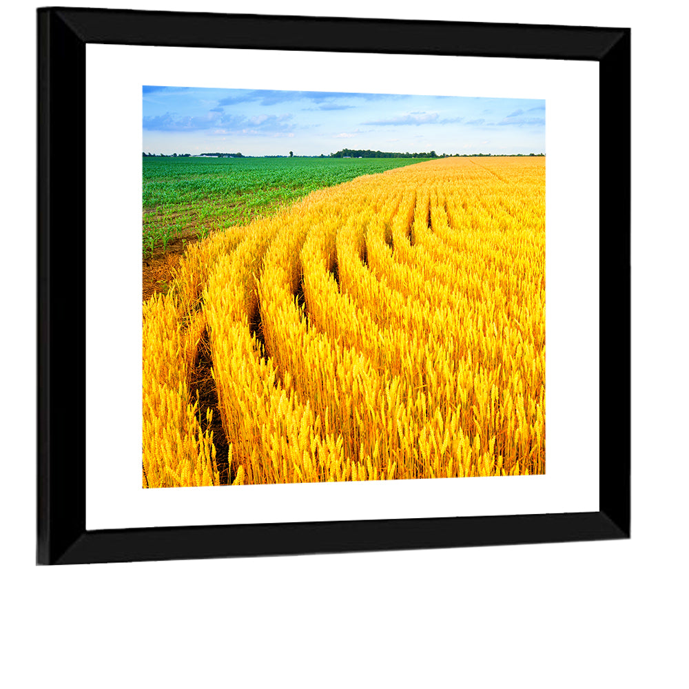 Summer Wheat Field with Curved Paths Wall Art