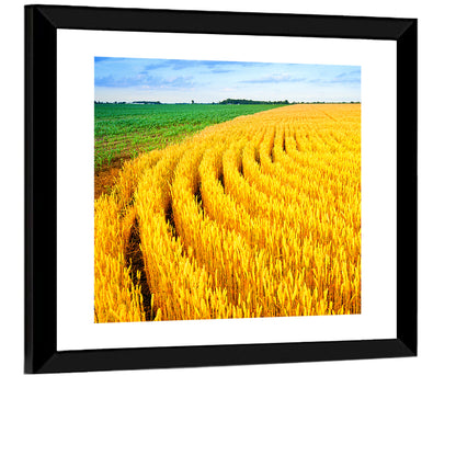Summer Wheat Field with Curved Paths Wall Art