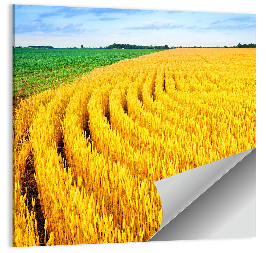 Summer Wheat Field with Curved Paths Wall Art