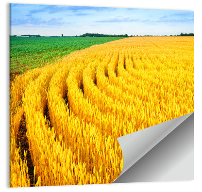 Summer Wheat Field with Curved Paths Wall Art