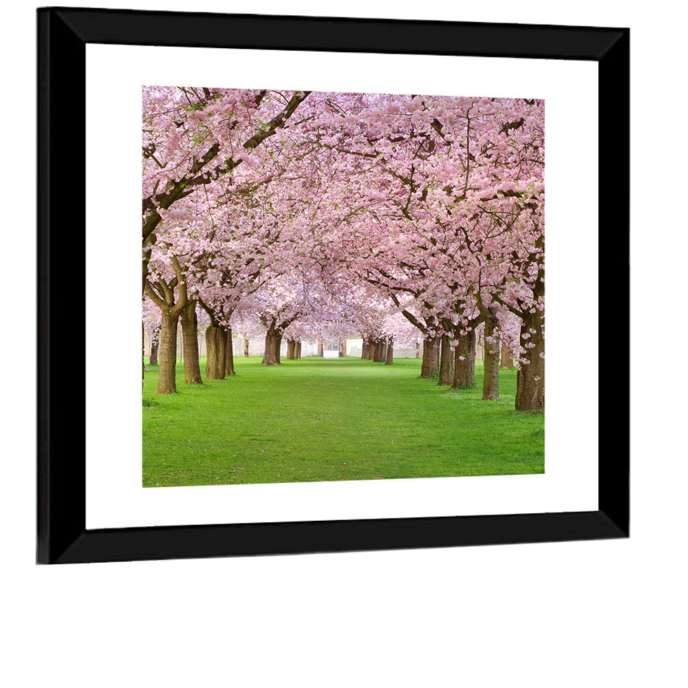 Cherry Blossom Avenue Wall Art
