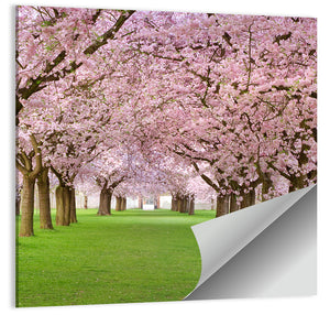 Blossoming Cherry Wall Art