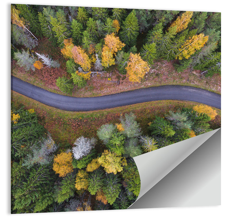 Aerial Autumn Forest Road Wall Art