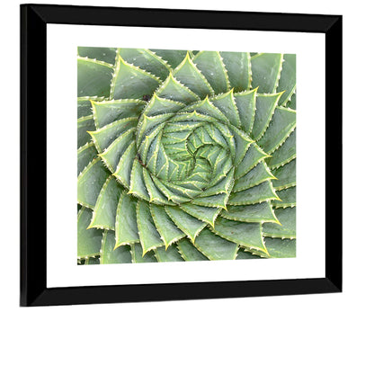 Spiral Aloe Close-up Wall Art