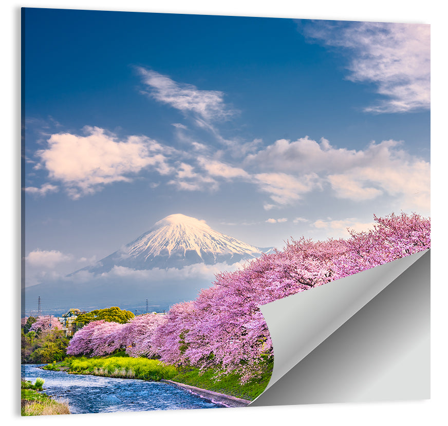 Mount Fuji Cherry Blossoms Wall Art