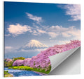 Mount Fuji Cherry Blossoms Wall Art