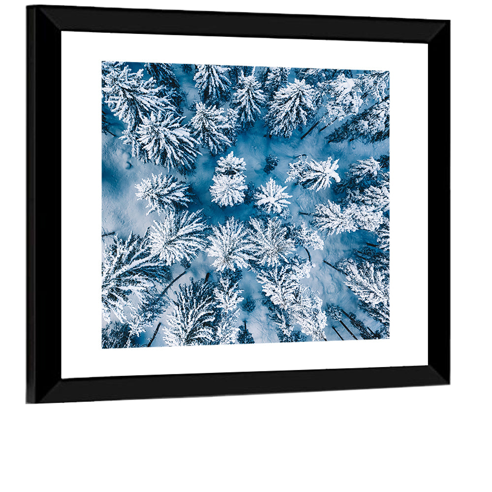 Aerial Snowy Evergreen Canopy Wall Art