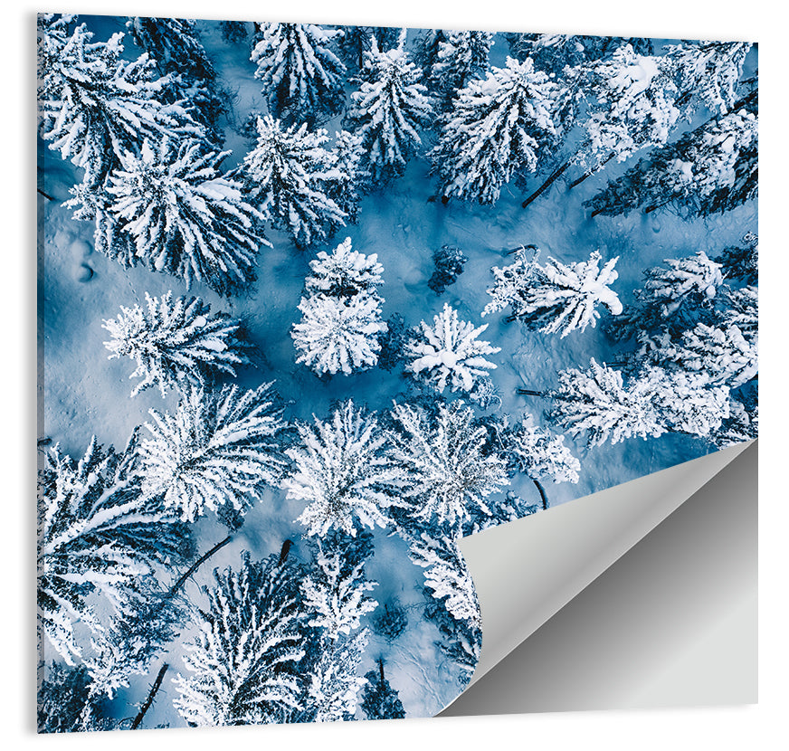 Aerial Snowy Evergreen Canopy Wall Art