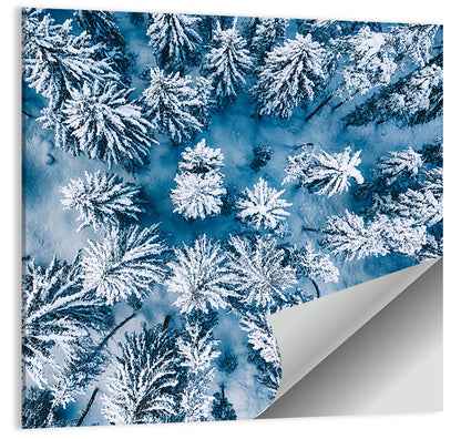 Aerial Snowy Evergreen Canopy Wall Art