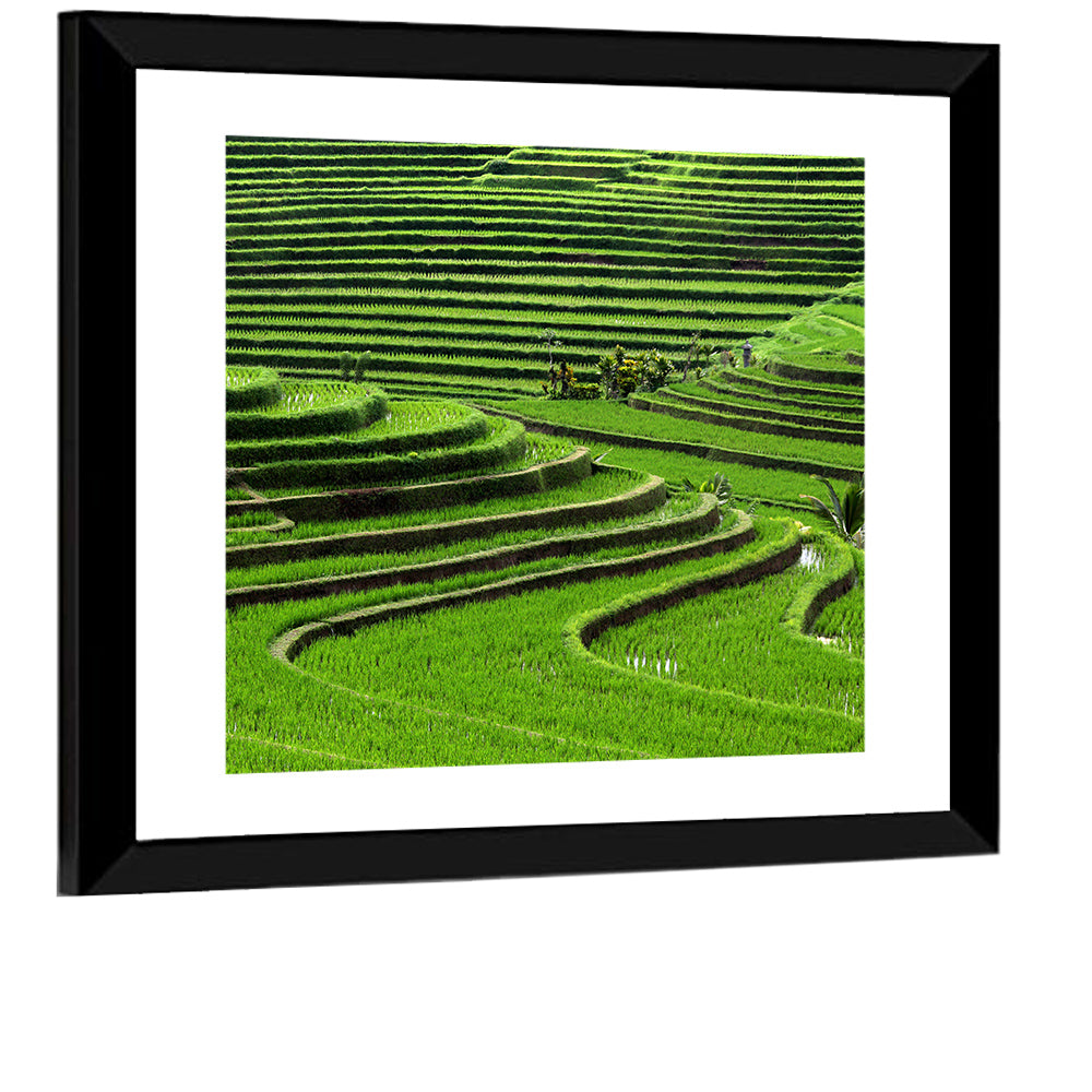 Lush Rice Terraces Wall Art