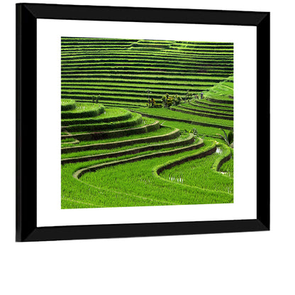 Lush Rice Terraces Wall Art