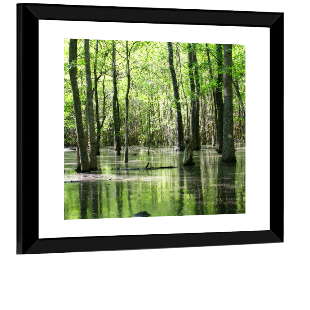 Sunlit Swamp Forest Wall Art