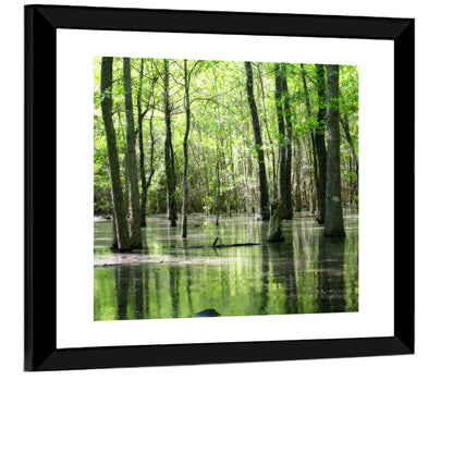 Sunlit Swamp Forest Wall Art