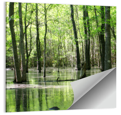 Sunlit Swamp Forest Wall Art