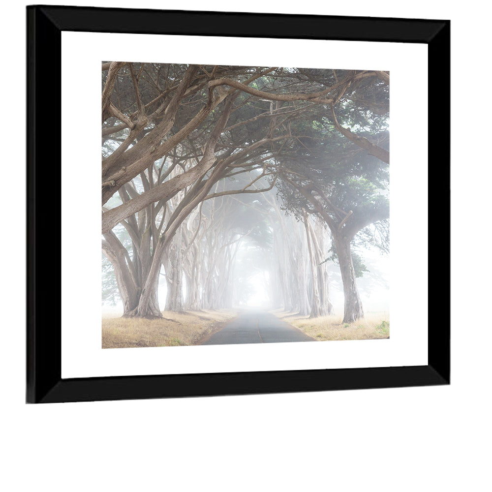 Misty Cypress Tunnel Wall Art