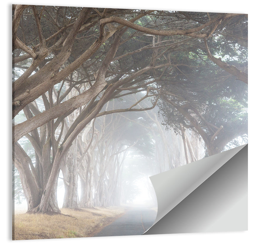 Misty Cypress Tunnel Wall Art
