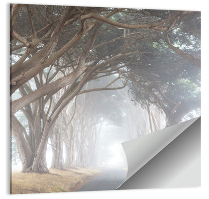 Misty Cypress Tunnel Wall Art