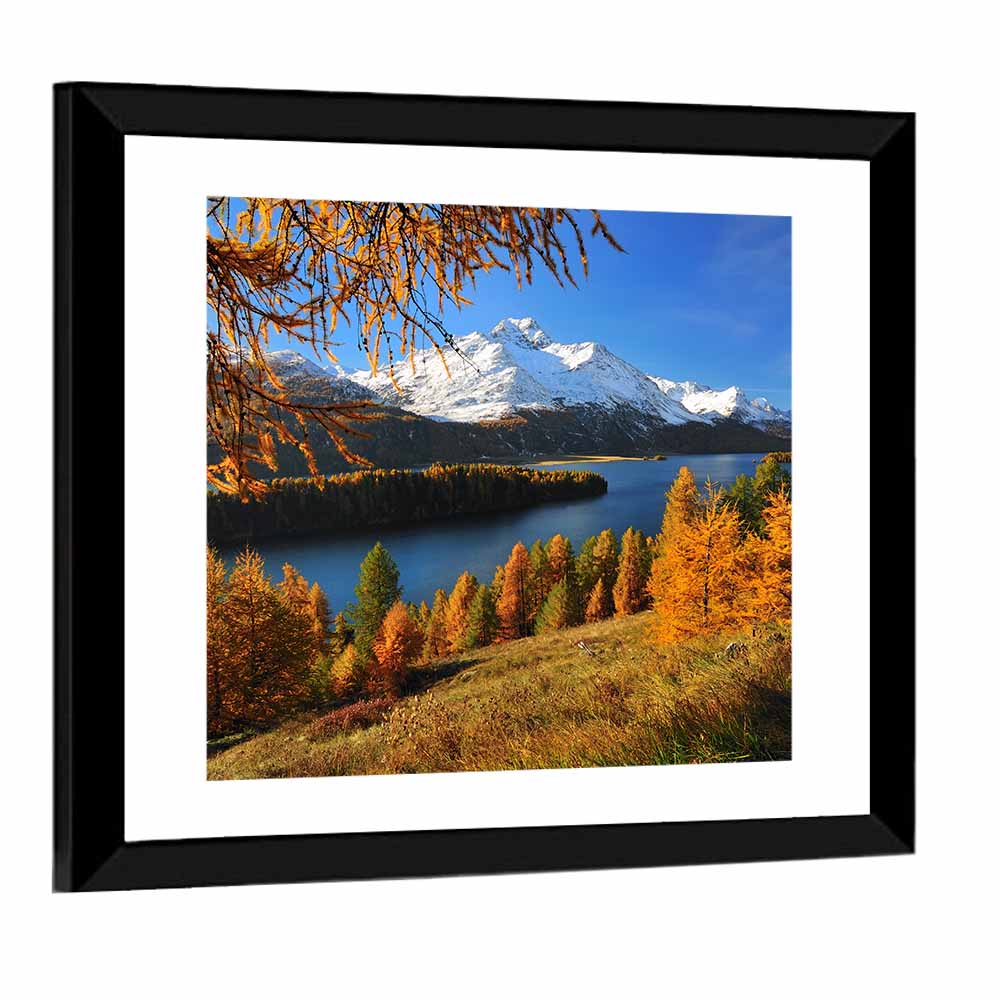 Silsersee Larches and Swiss Alps Wall Art