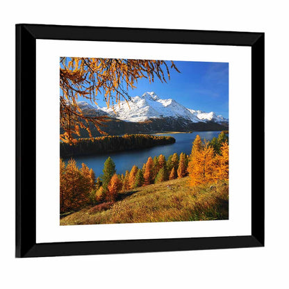 Silsersee Larches and Swiss Alps Wall Art