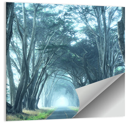 Foggy Cypress Tree Tunnel Wall Art