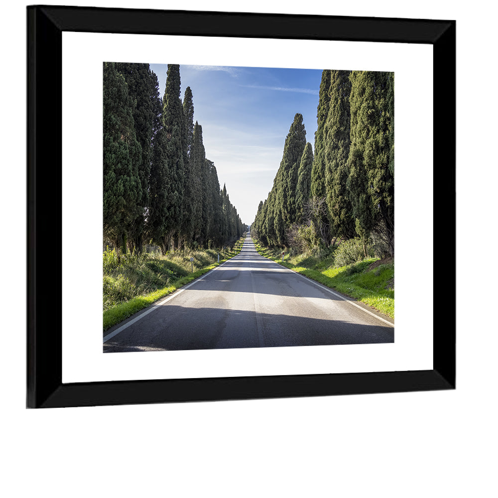 Cypress Trees Avenue Wall Art