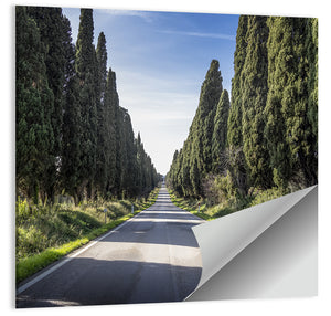 Cypress Trees Avenue Wall Art