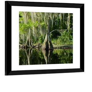 Bald Cypress in Swamp Wall Art